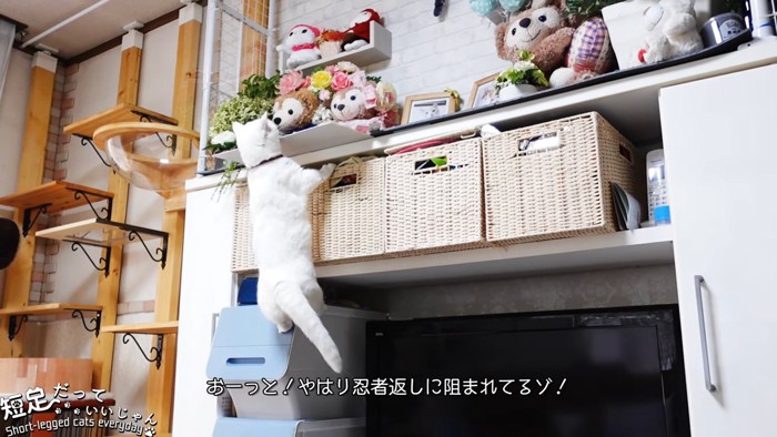 板が邪魔して登れない猫