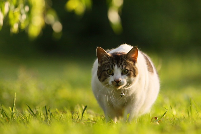 狩りをする鈴をつけた猫