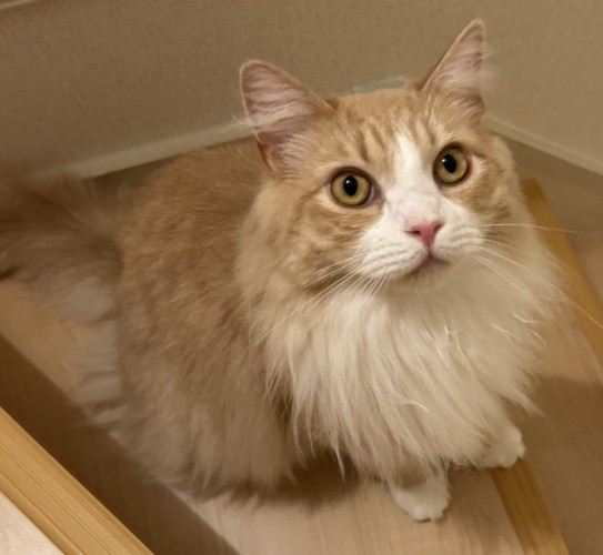 サイベリアンの猫