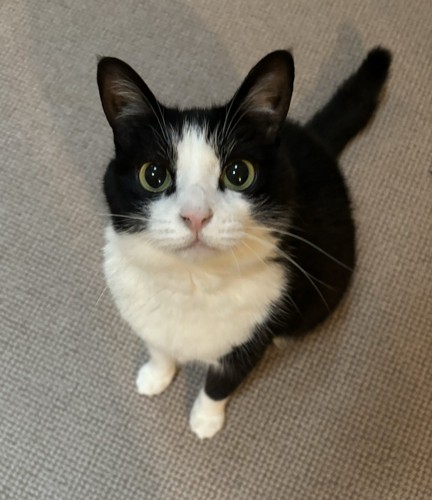 見上げる猫