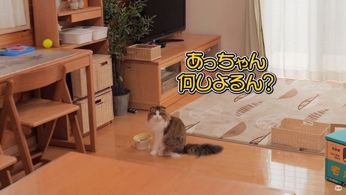 こちらを見る猫