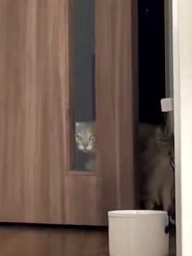 ガラス窓から元居た部屋の中を見る猫