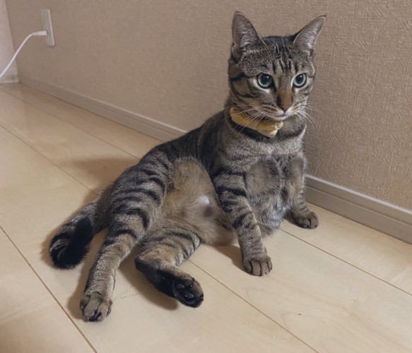 座っている猫