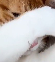 視線を飼い主の方へ向ける猫