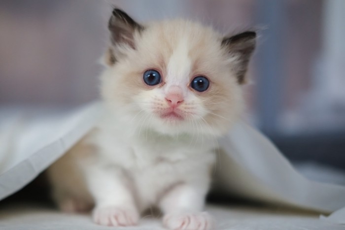 毛布から出てきたキトンブルーの目の子猫