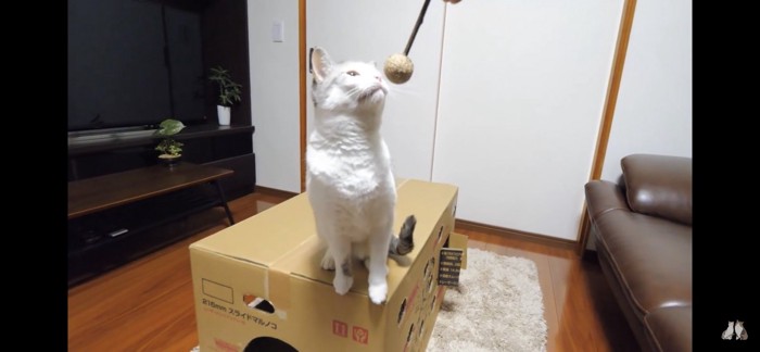 またたびのおもちゃのにおいを嗅ぐ猫