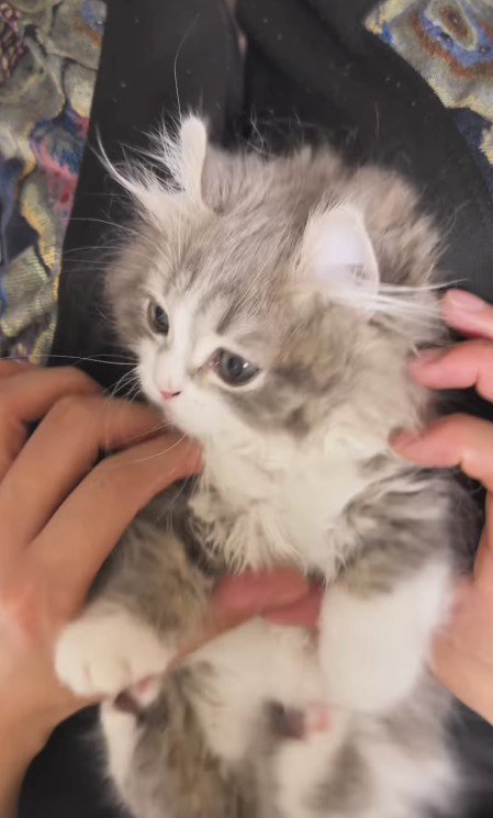 仰向けの猫