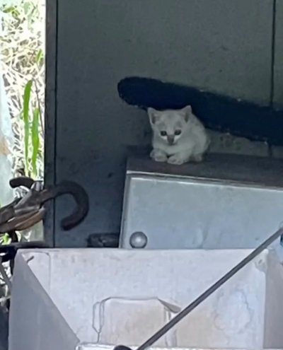 金属の箱の上にうずくまる猫