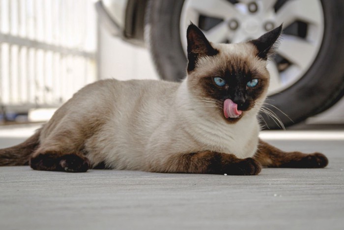 車の横に座るシャム猫