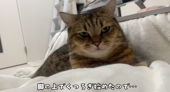 飼い主さんの脚の上でリラックスし始めたみにらくん