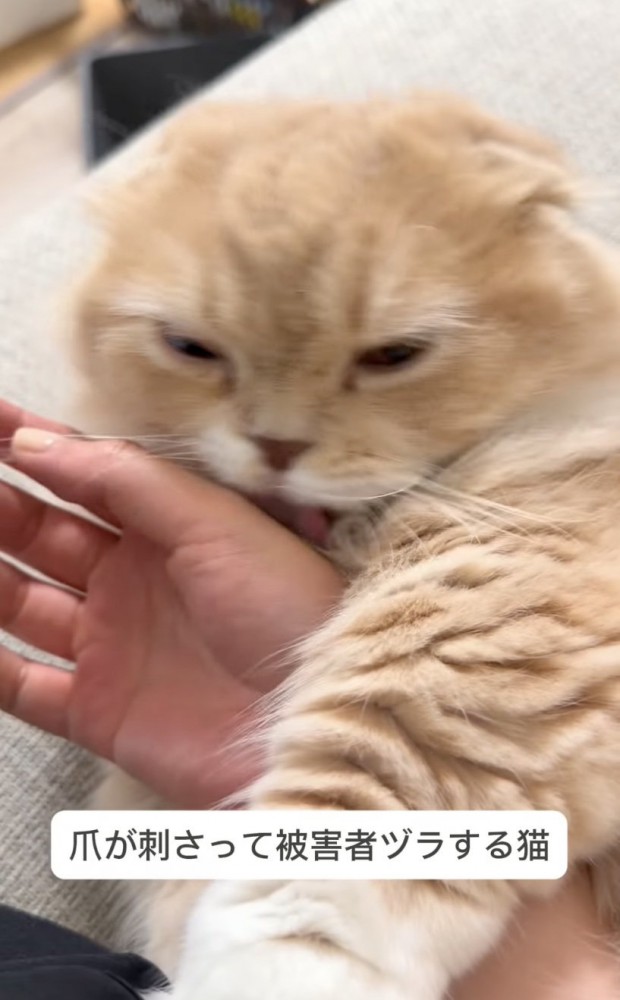 手にじゃれつく猫
