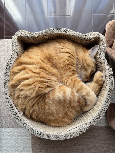ニャンモナイト（耳が爪とぎベッドの猫耳にはまっている）