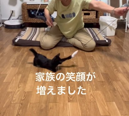 おばあちゃんとおもちゃで遊ぶ黒猫の子猫