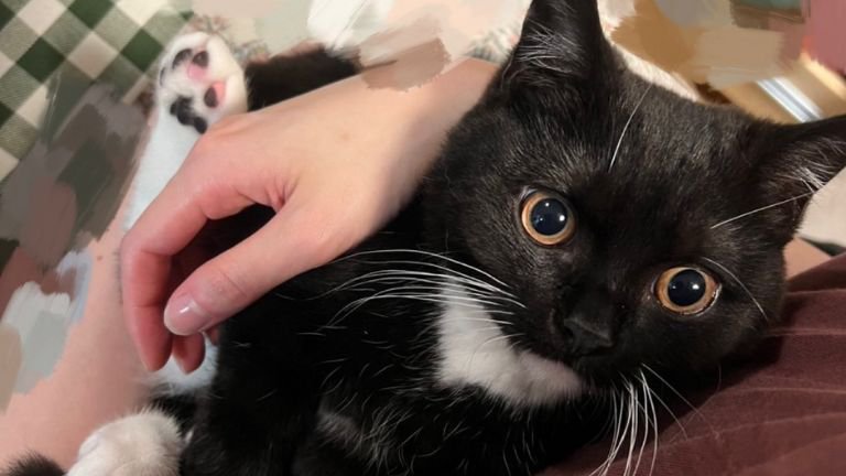 抱っこされている猫