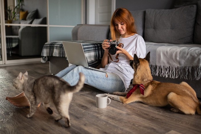 女性を見つめる犬と通り過ぎる猫