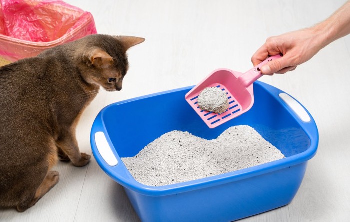 トイレ掃除の様子を見つめる猫とゴミ箱