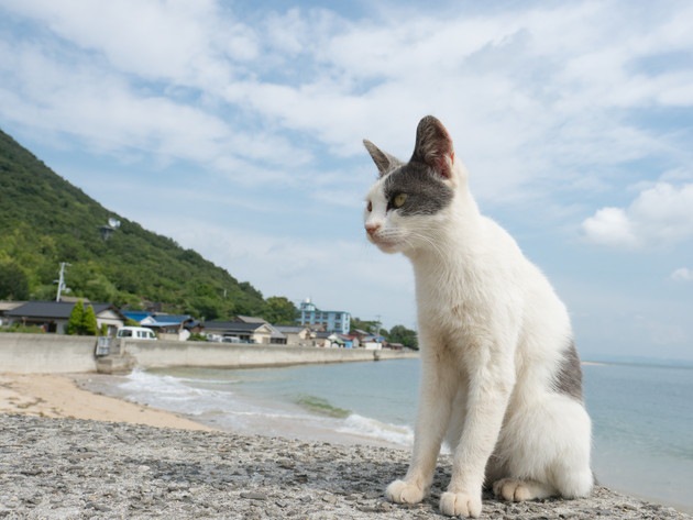 猫と海