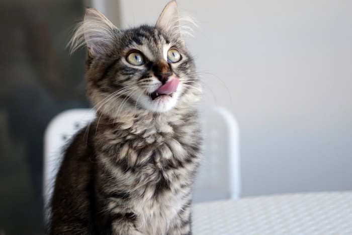 食べてないよと催促をする猫