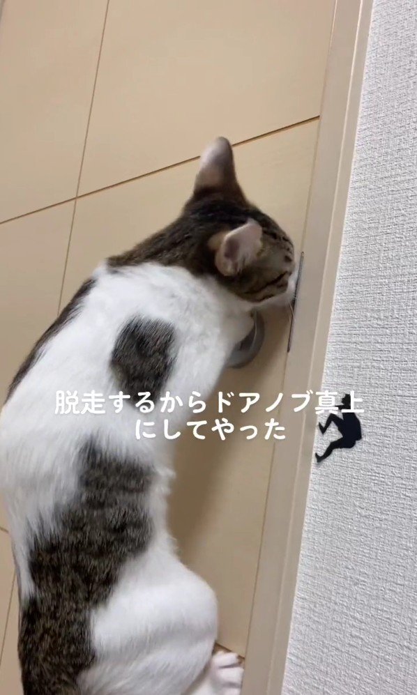 ドアノブにしがみつくごましおちゃん