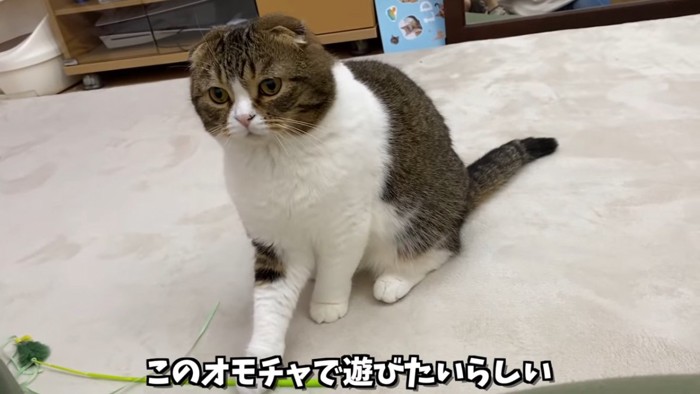 猫じゃらしに前足を乗せる猫