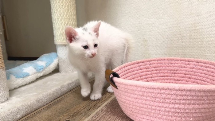 やんのかポーズ