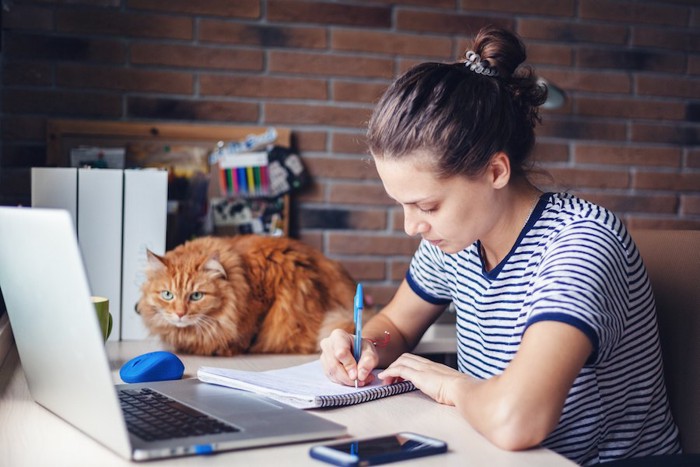 仕事をする女性のそばでくつろぐ猫