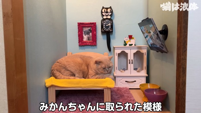 ベッドに乗る茶色の猫