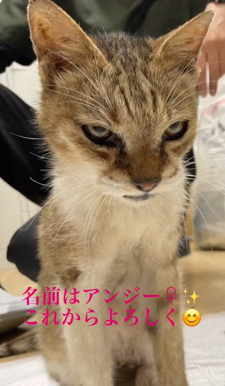 カメラを見つめる猫