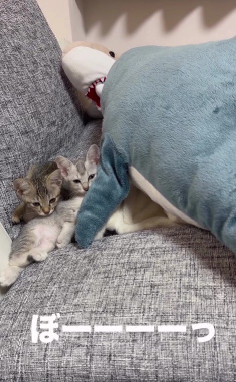 ソファの上の2匹の子猫