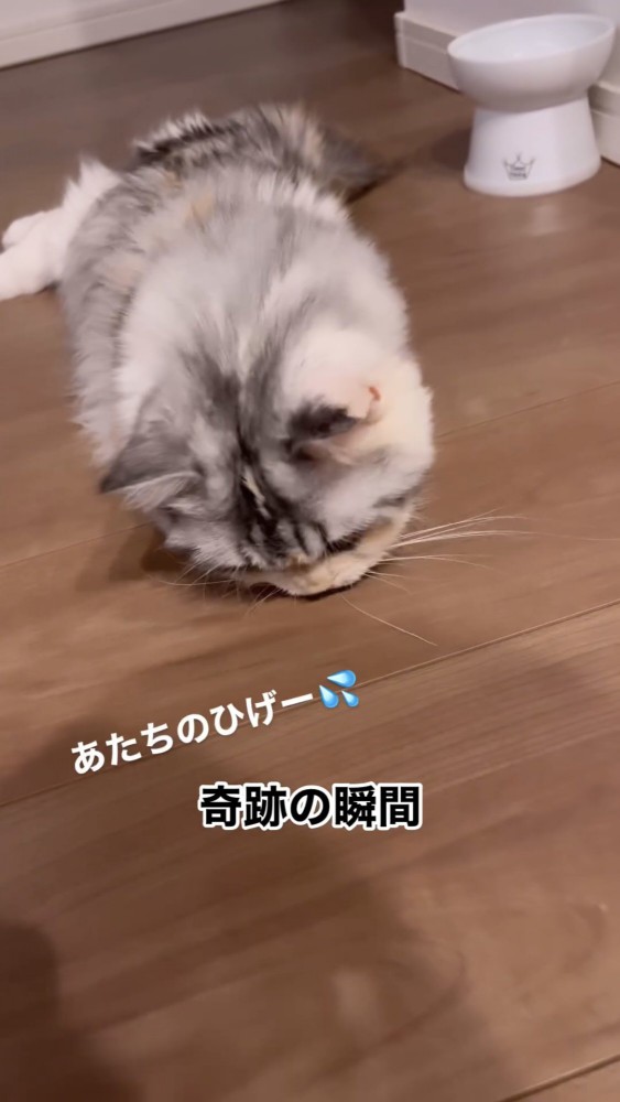 ヒゲで遊ぶ猫