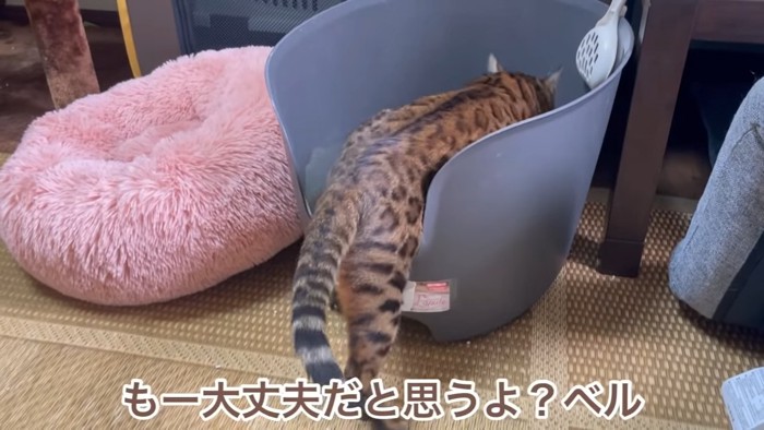 トイレで砂をかく猫