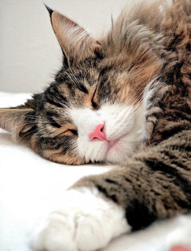 眠る猫