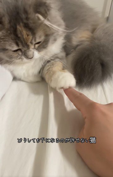 人の指を触っている猫
