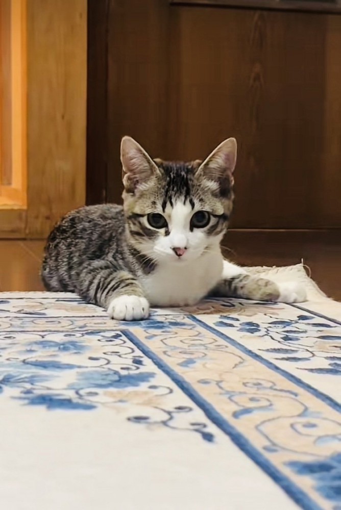 カーペットの上で伏せする子猫