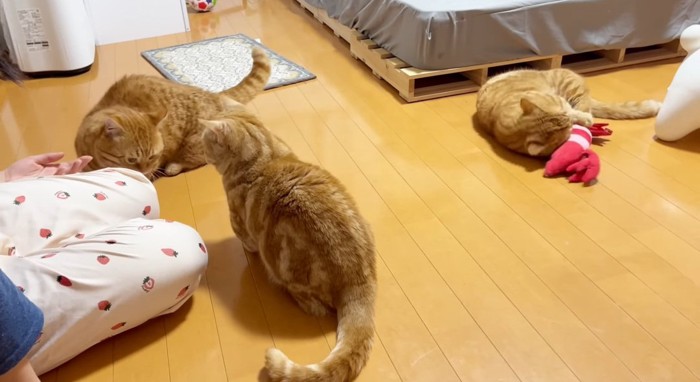 3匹の猫