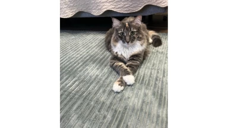 室内にいる猫
