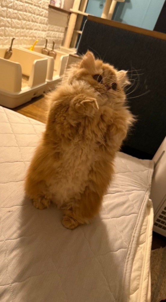 立ち上がる猫