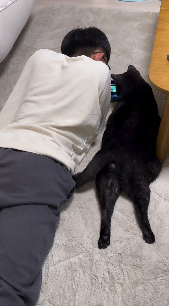 横になって動画を見ている猫と男の子の後ろ姿