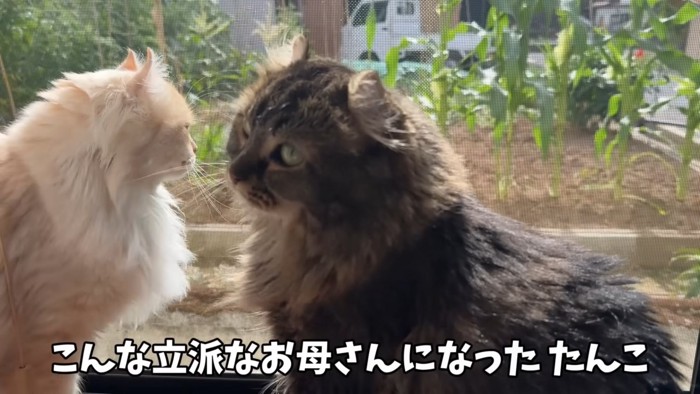 ふっくらした猫