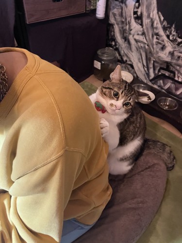 飼い主の背中にはりつく猫