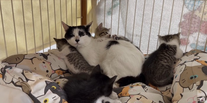 4匹の子猫と母猫