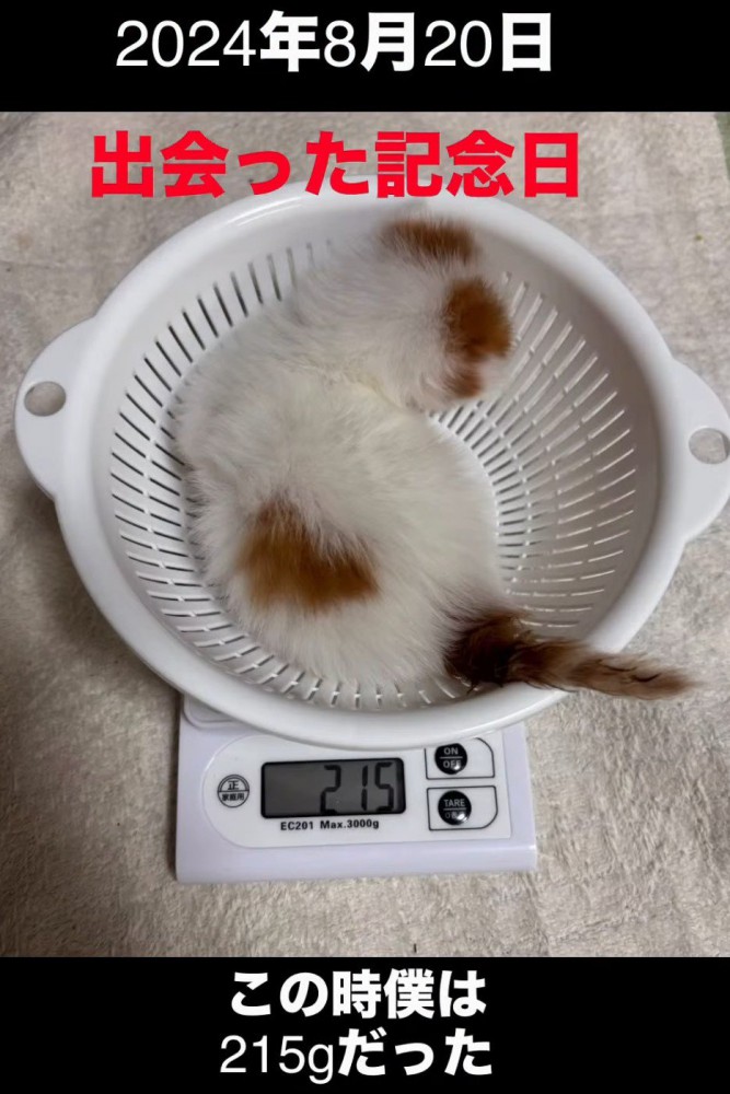 ざるに入った子猫
