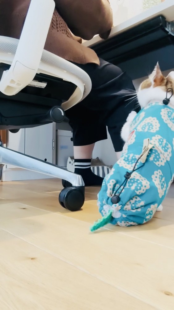 ママの足を前足でカリカリするキジ白猫