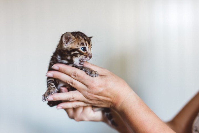 掌の子猫