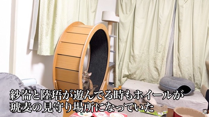 テロップ「紗崙と陸珸が～」