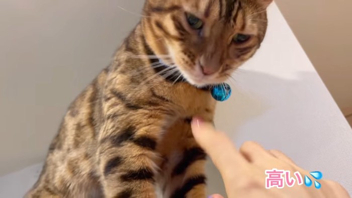 青い首輪の猫