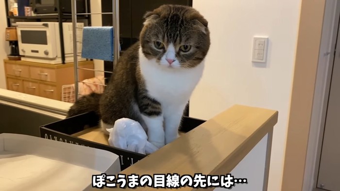 座る猫