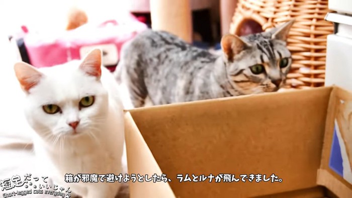 白猫と縞模様の猫