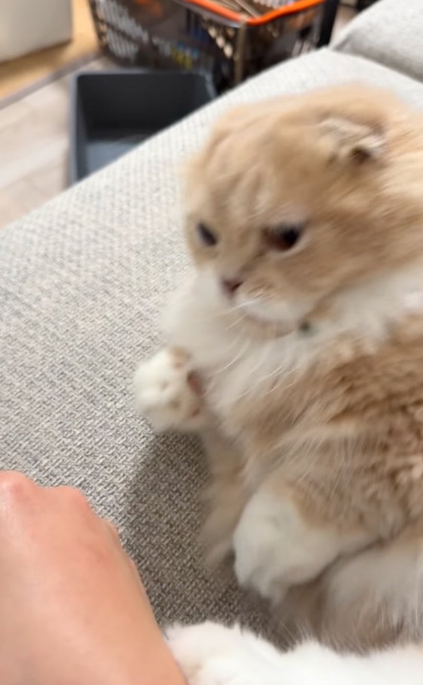飛び上がる