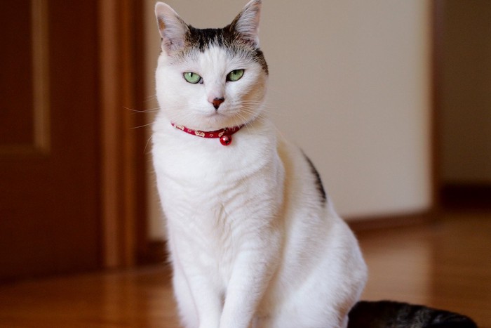 赤い首輪をつけた猫